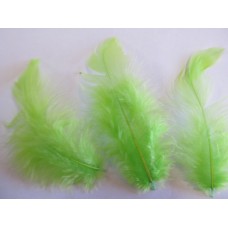 Poultry Feather
